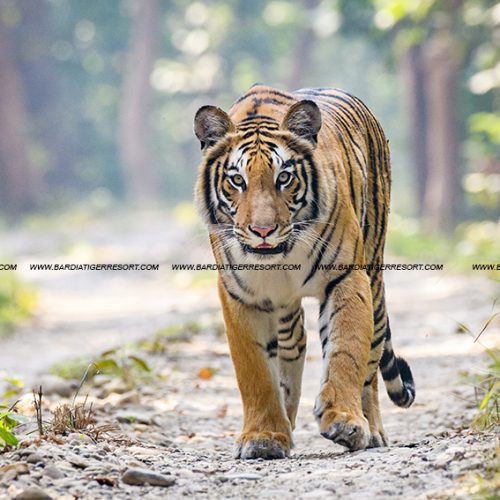 Royal Bengal Tiger in Bardia